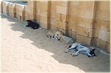 Selbst den Hunden ist es zu heiß