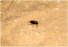 Ein einsamer Skarabäus nachts in der Wüste