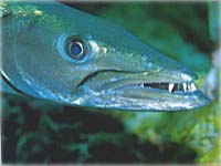 Barracuda