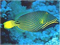 Gelbschwanzdr�cker