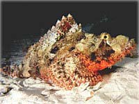Skorpionfisch